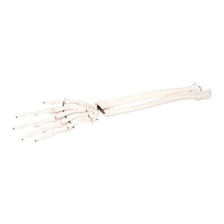 Fabrication Enterprises 3B Anatomical Model - Loose Bones, Hand Skeleton with Ulna and Radius, Right 12-4581R